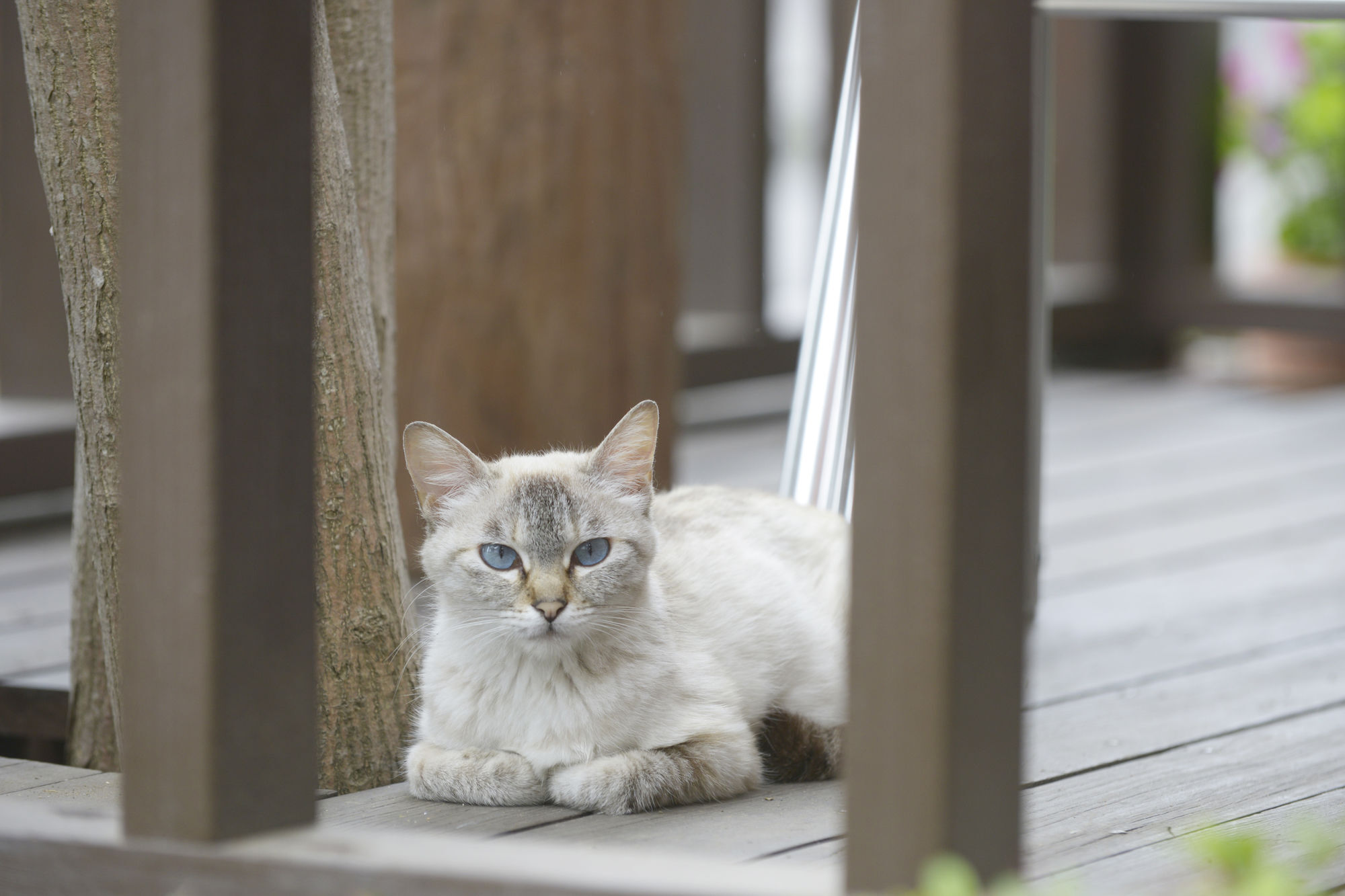Kawaguchiko Country Cottage Ban Fujikawaguchiko Dış mekan fotoğraf